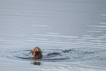 Fototapeta premium Otter Eating Two Fish