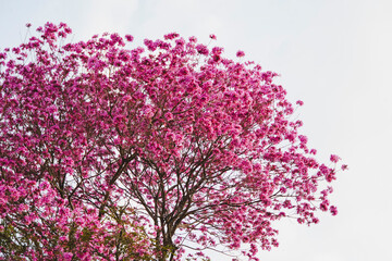 Obraz na płótnie Canvas Beautiful Ipe Tree Pink Flowers