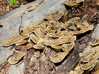 mushrooms on a tree trunk