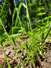 Cicada shell on grass