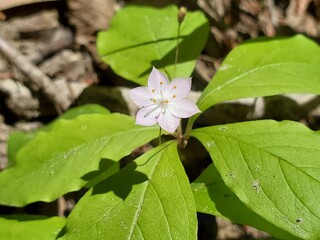Pink and white flower in forest 