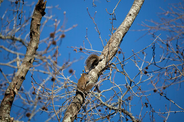 Two Eastern Gray Squirrels