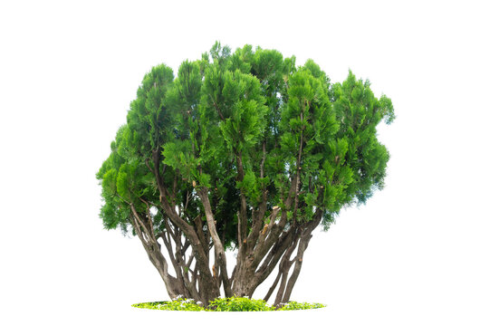 Fresh green pine tree , Oriental Arborvitae, Thuja orientalis  (also known as  Platycladus orientalis)   isolated   on white background