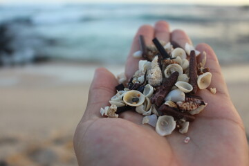 Sea life at the rocky shore