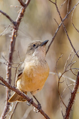 Female Rufous Whistler in Queensland Australia
