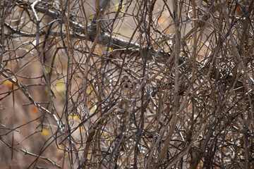 Cautious Fox Sparrow