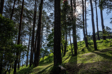 pine forest in the morning