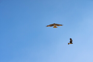 よく晴れた青空の中を飛び回る2羽の鳶。猛禽類の飛翔姿