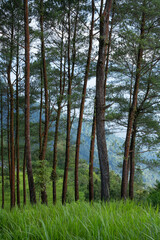 pine forest in the morning