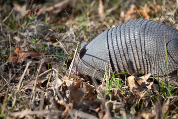 Nine-Banded Armadillo Foraging