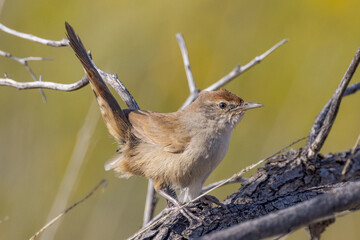 Spinifexbird in Outback Queensland Australia