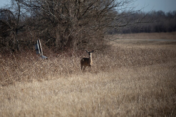 Three-Legged Deer Snacking