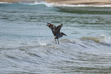 Pelican Toes in the Water