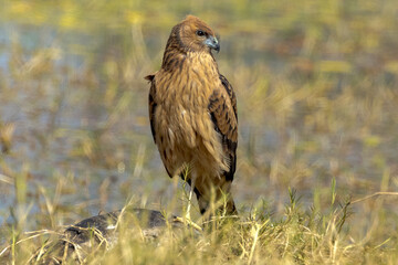 Spotted Harrier in Queensland Australia