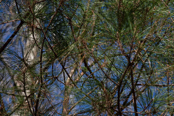 Hidden Golden-Crowned Kinglet