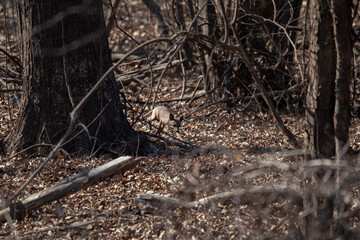 Common Raccoon Looking around a Tree