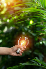 Light bulbs that grow, in the concept of energy in nature.