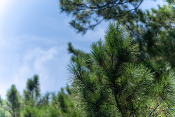 pine branches against sky
