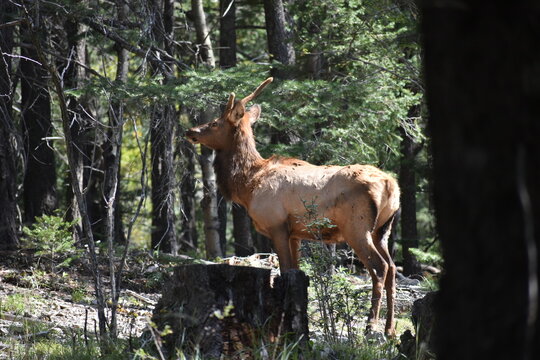 elk broadsiding © Michael