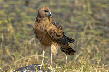 Spotted Harrier in Queensland Australia