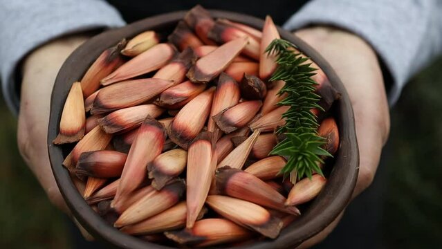  woman's hands holding a clay bowl with chilean pine nuts, araucaria tree fruit