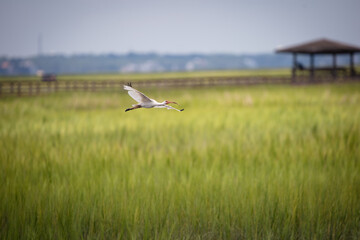 bird in a field