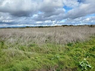 Obraz premium field of grass