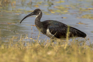 Straw-necked Ibis in Queensland Australia