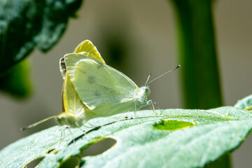 A pair of cabbage white butterflies mate while perched on a leaf.