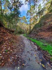 path in autumn forest