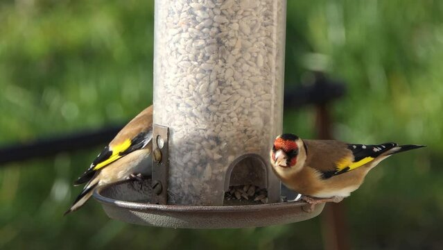 European Goldfinches feeding at a bird table Ireland