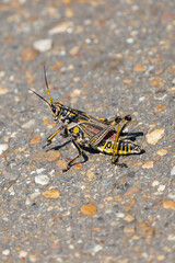 Adult Eastern Lubber Grasshopper