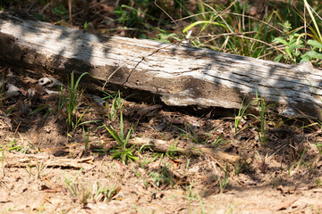 Wood at the Edge of a Forest
