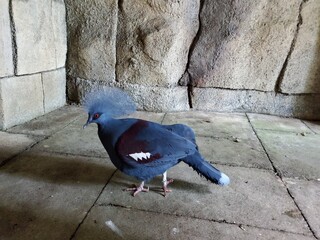 pigeon in the zoo