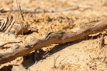 Stick on Dry Sand