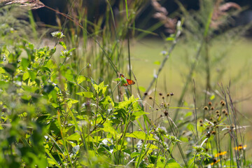 Gulf Fritillary Butterfly
