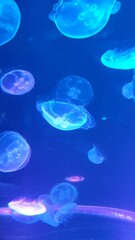 jellyfish in aquarium