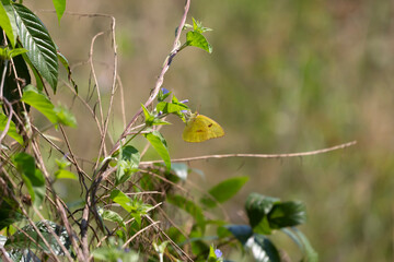 Cloudless Sulphur Butterfly