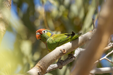 Varied Lorikeet in Queensland Australia