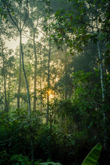 Fototapeta premium Foggy morning