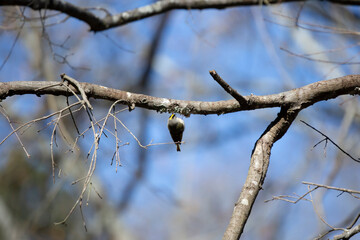 Golden-Crowned Kinglet on a Branch