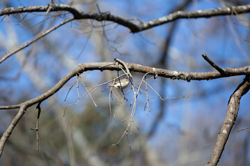 Majestic Golden-Crowned Kinglet