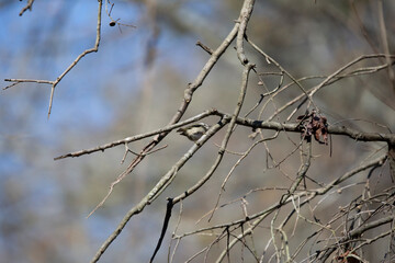 Curious Golden-Crowned Kinglet