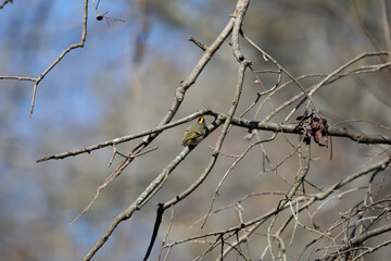Golden-Crowned Kinglet Foraging