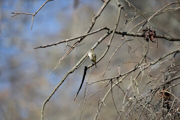 Golden-Crowned Kinglet
