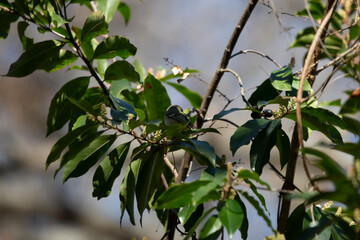 Curious Ruby-Crowned Kinglet