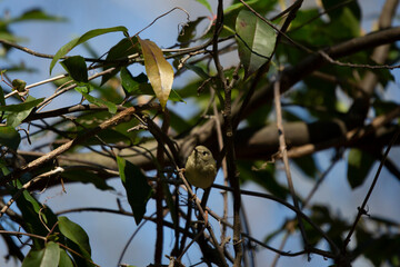 Curious Ruby-Crowned Kinglet