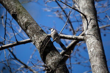 Majestic Blue Jay Looking Out