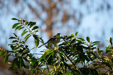 Northern Mockingbird Eating