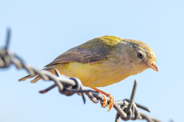 Australia's Smallest Bird, the Weebill